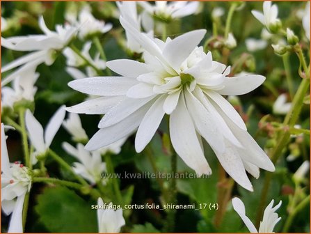 Saxifraga cortusifolia &#039;Shiranami&#039; | Herfststeenbreek, Steenbreek | Herbst-Steinbrech