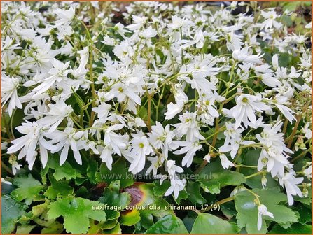Saxifraga cortusifolia &#039;Shiranami&#039; | Herfststeenbreek, Steenbreek | Herbst-Steinbrech