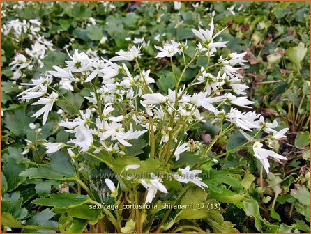 Saxifraga cortusifolia &#039;Shiranami&#039; | Herfststeenbreek, Steenbreek | Herbst-Steinbrech
