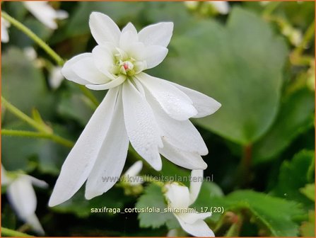 Saxifraga cortusifolia &#039;Shiranami&#039; | Herfststeenbreek, Steenbreek | Herbst-Steinbrech