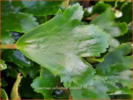 Saxifraga cortusifolia &#039;Shiranami&#039; | Herfststeenbreek, Steenbreek | Herbst-Steinbrech