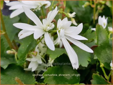 Saxifraga cortusifolia &#039;Shiranami&#039; | Herfststeenbreek, Steenbreek | Herbst-Steinbrech