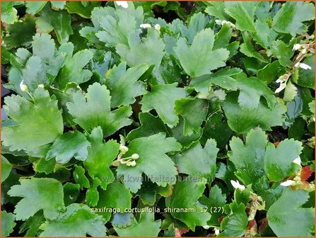 Saxifraga cortusifolia &#039;Shiranami&#039; | Herfststeenbreek, Steenbreek | Herbst-Steinbrech