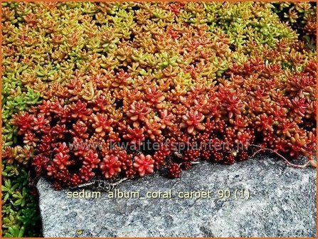 Sedum album 'Coral Carpet' | Wit vetkruid, Vetkruid | Wei&szlig;bl&uuml;hender Rotmoos-Mauerpfeffer