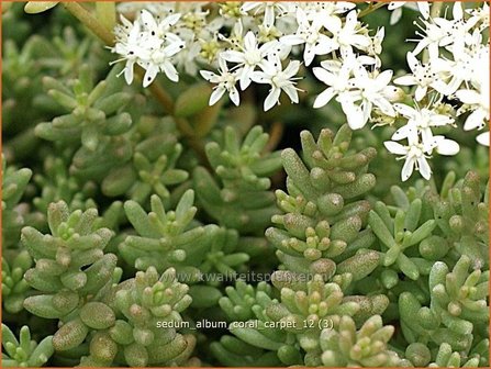 Sedum album 'Coral Carpet' | Wit vetkruid, Vetkruid | Wei&szlig;bl&uuml;hender Rotmoos-Mauerpfeffer