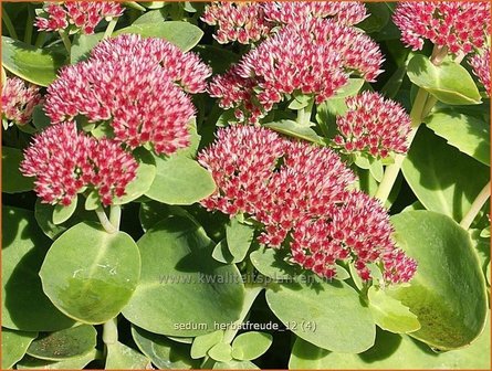 Sedum &#039;Herbstfreude&#039; | Hemelsleutel, Vetkruid | Fettblatt