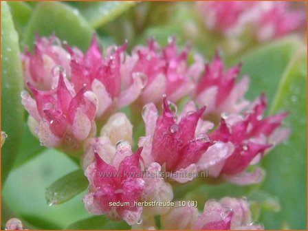 Sedum &#039;Herbstfreude&#039; | Hemelsleutel, Vetkruid | Fettblatt