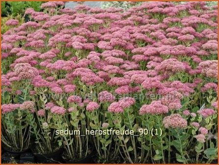 Sedum &#039;Herbstfreude&#039; | Hemelsleutel, Vetkruid | Fettblatt