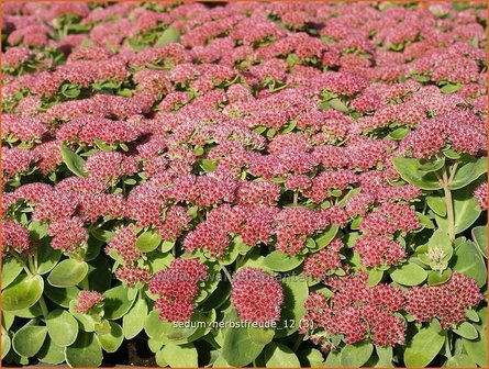 Sedum &#039;Herbstfreude&#039; | Hemelsleutel, Vetkruid | Fettblatt