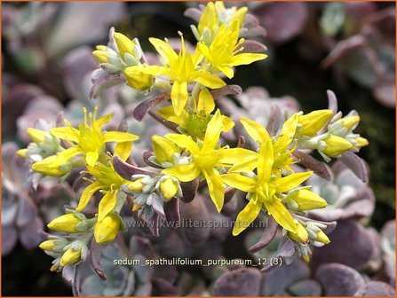 Sedum spathulifolium &#039;Purpureum&#039; | Vetkruid | Colorado-Fettblatt