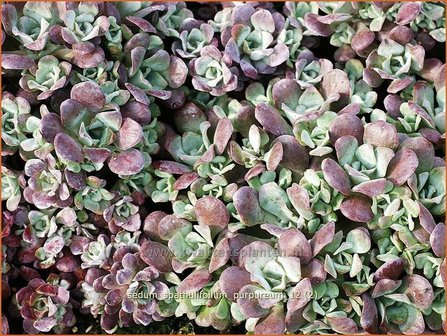 Sedum spathulifolium &#039;Purpureum&#039; | Vetkruid | Colorado-Fettblatt