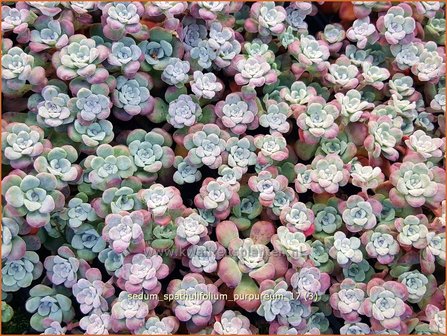 Sedum spathulifolium &#039;Purpureum&#039; | Vetkruid | Colorado-Fettblatt