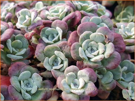 Sedum spathulifolium &#039;Purpureum&#039; | Vetkruid | Colorado-Fettblatt