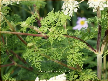 Selinum wallichianum | Karwijselie | Feinbl&auml;ttrige Silge