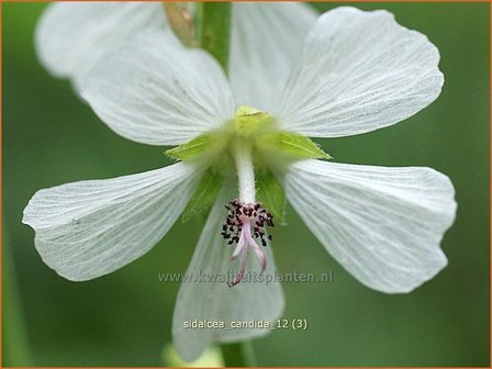 Sidalcea candida | Griekse malva, Prairiemalva | Weiße Präriemalve