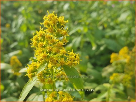 Solidago flexicaulis &#039;Flexi Belle&#039; | Guldenroede | Breitbl&auml;ttrige Goldrute