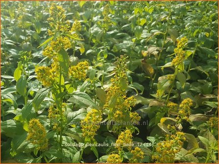 Solidago flexicaulis &#039;Flexi Belle&#039; | Guldenroede | Breitbl&auml;ttrige Goldrute