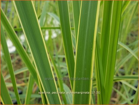 Spartina pectinata &#039;Aureomarginata&#039; | Slijkgras | Kamm-Schlickgras