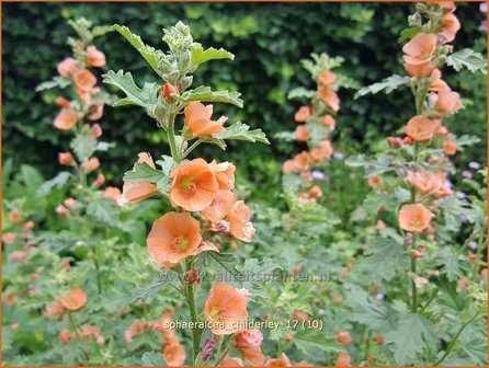 Sphaeralcea 'Childerley' | Knotsmalva | Kugelmalve