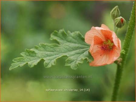 Sphaeralcea 'Childerley' | Knotsmalva | Kugelmalve