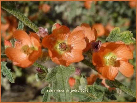 Sphaeralcea 'Childerley' | Knotsmalva | Kugelmalve