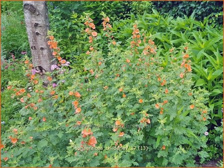Sphaeralcea 'Childerley' | Knotsmalva | Kugelmalve
