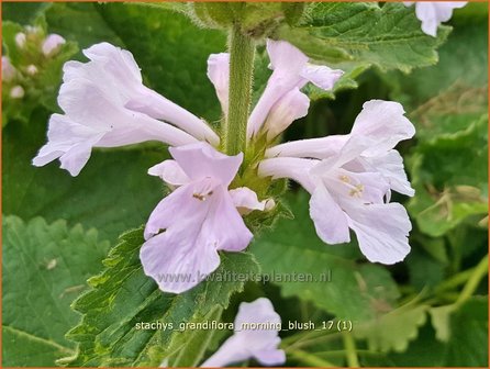 Stachys grandiflora &#039;Morning Blush&#039; | Andoorn | Gro&szlig;bl&uuml;tiger Ziest