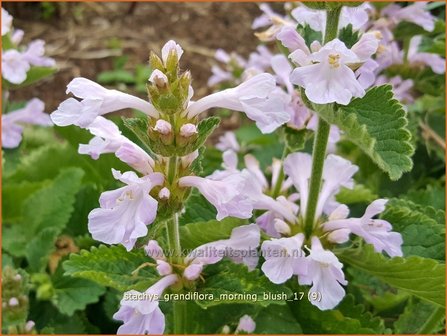 Stachys grandiflora &#039;Morning Blush&#039; | Andoorn | Gro&szlig;bl&uuml;tiger Ziest