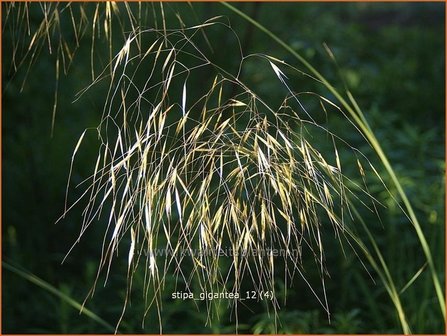 Stipa gigantea | Straalhaver, Vedergras | Riesen-Federgras