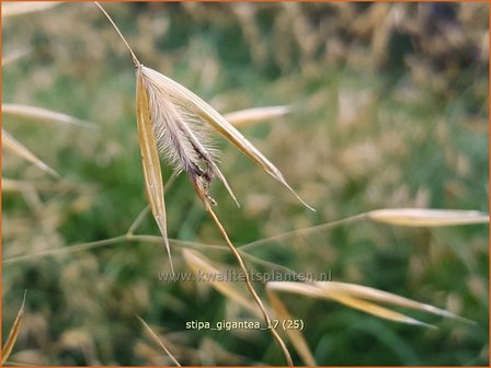 Stipa gigantea | Straalhaver, Vedergras | Riesen-Federgras