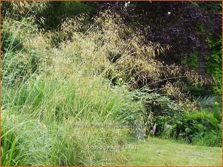 Stipa gigantea | Straalhaver, Vedergras | Riesen-Federgras