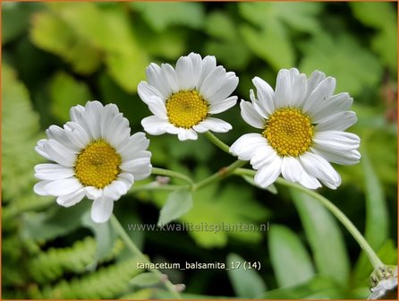 Tanacetum balsamita | Balsemwormkruid, Wormkruid | Echtes Balsamkraut