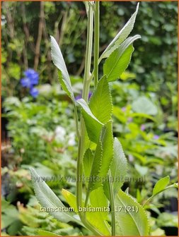 Tanacetum balsamita | Balsemwormkruid, Wormkruid | Echtes Balsamkraut
