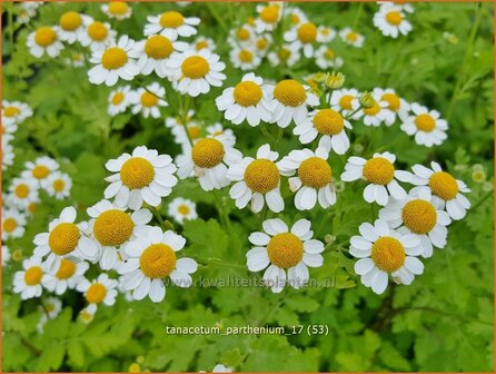 Tanacetum parthenium | Moederkruid | Mutterkraut