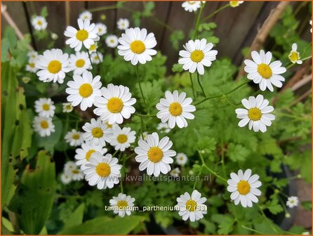 Tanacetum parthenium | Moederkruid | Mutterkraut