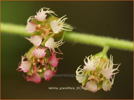Tellima grandiflora | Franjekelk | Falsche Alraunwurzel