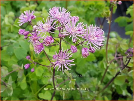 Thalictrum aquilegifolium | Akeleiruit, Akeleibladige ruit, Ruit | Akeleibl&auml;ttrige Wiesenraute | Columbine Meadow Rue