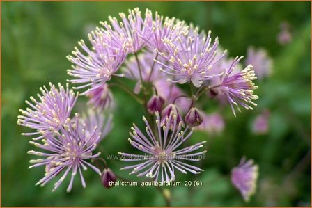 Thalictrum aquilegifolium | Akeleiruit, Akeleibladige ruit, Ruit | Akeleibl&auml;ttrige Wiesenraute | Columbine Meadow Rue