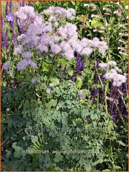 Thalictrum aquilegifolium | Akeleiruit, Akeleibladige ruit, Ruit | Akeleibl&auml;ttrige Wiesenraute | Columbine Meadow Rue