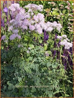 Thalictrum aquilegifolium | Akeleiruit, Ruit | Akeleibl&auml;ttrige Wiesenraute