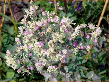 Thalictrum aquilegifolium | Akeleiruit, Ruit | Akeleibl&auml;ttrige Wiesenraute