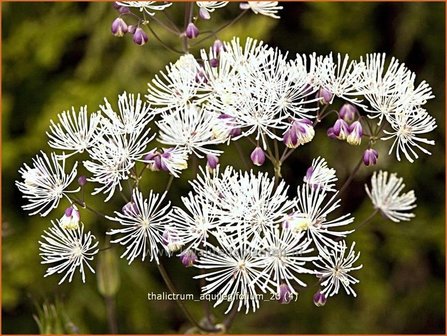 Thalictrum aquilegifolium | Akeleiruit, Akeleibladige ruit, Ruit | Akeleibl&auml;ttrige Wiesenraute | Columbine Meadow Rue