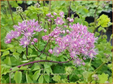 Thalictrum aquilegifolium | Akeleiruit, Akeleibladige ruit, Ruit | Akeleibl&auml;ttrige Wiesenraute | Columbine Meadow Rue