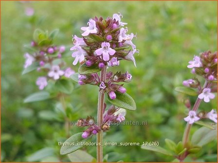 Thymus citriodorus &#039;Lemon Supreme&#039; | Citroentijm, Tijm | Zitronen-Thymian