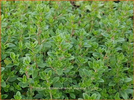 Thymus citriodorus &#039;Lemon Supreme&#039; | Citroentijm, Tijm | Zitronen-Thymian