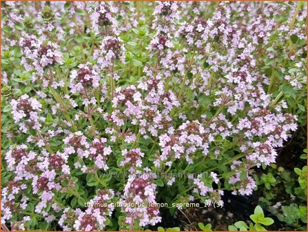 Thymus citriodorus &#039;Lemon Supreme&#039; | Citroentijm, Tijm | Zitronen-Thymian