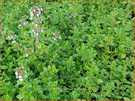 Thymus citriodorus &#039;Lemon Supreme&#039; | Citroentijm, Tijm | Zitronen-Thymian