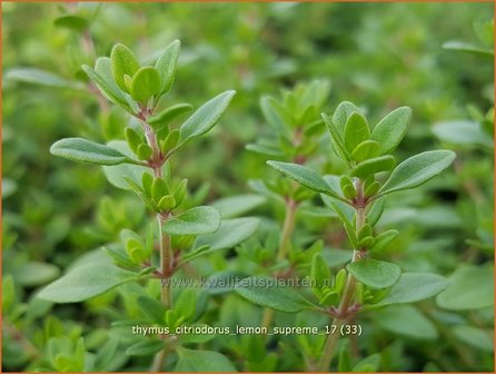 Thymus citriodorus &#039;Lemon Supreme&#039; | Citroentijm, Tijm | Zitronen-Thymian