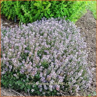 Thymus &#039;Doone Valley&#039; | Tijm | Thymian