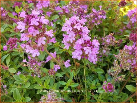 Thymus serpyllum &#039;Magic Carpet&#039; | Wilde tijm, Kleine tijm, Tijm | Sand-Thymian